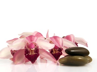 Orchid and pebbles,Zen atmosphere.