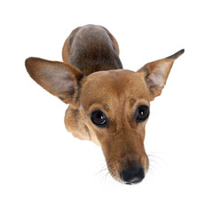 High angle view of bastard dog in front of white background