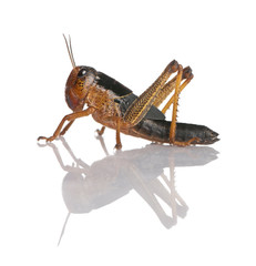 Side view of grasshopper from Asia in front of white background