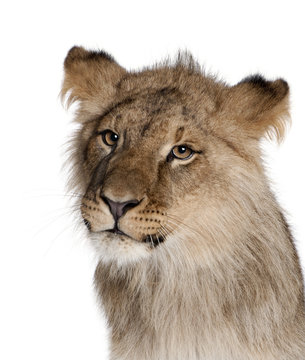 Lion, Panthera leo, 9 months old, in front of a white background
