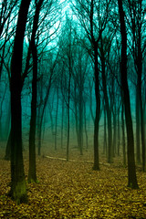 Morning Forest with blue fog