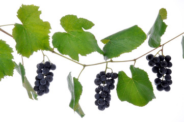 una fragola foglia grappolo