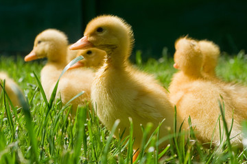 little ducks
