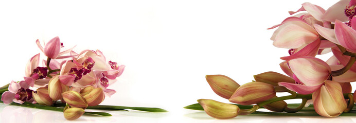 Beautiful bunch of pink orchids lying on white background