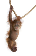 Fototapeta premium Orangutan sumatrzański, zwisający z liny na białym tle