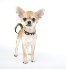 Chihuahua puppy with black leather collar with spikes