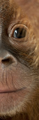 Panoramic close-up of baby Sumatran Orangutan, 4 months old © Eric Isselée