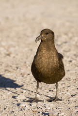 Great Skua (Stercorarius skua).