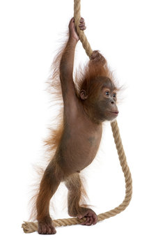 Sumatran Orangutan, hanging from rope against white background