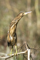 a juvenile of little bittern  sitting on a branch