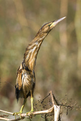 a juvenile of little bittern  sitting on a branch