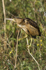 a juvenile of little bittern  sitting on a branch