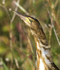 a portrait of little bittern