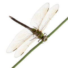 Old Emperor dragonfly, in front of white background