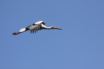 Fliegender Weißstorch