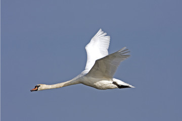Obraz premium an adult of mute swan in flight against theblue sky