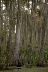 Swamp near New Orleans, Louisiana