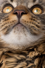Close-up of Maine Coon's face with whiskers, 7 months old