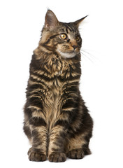 Maine Coon, 7 months old, sitting in front of white background