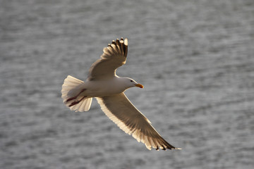Seagull in flight