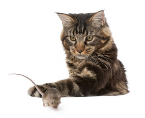 Main Coon pawing at wild mouse, in front of white background