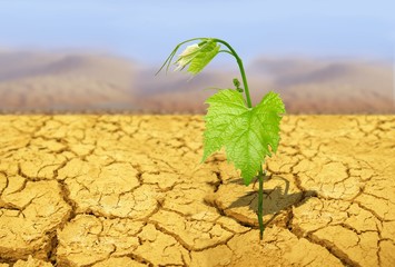 drought