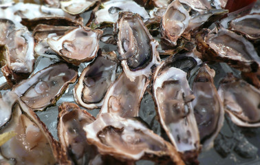 oyster