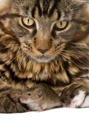 Close-up portrait of Maine Coon and wild mouse