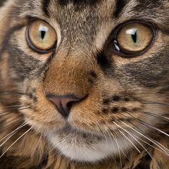 close-up of Maine Coon's face with whiskers, 7 months old