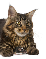 Maine Coon and mouse, sitting in front of white background