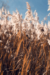 Fototapeta premium Riserva naturale, 