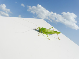 Tettigonia veridissima