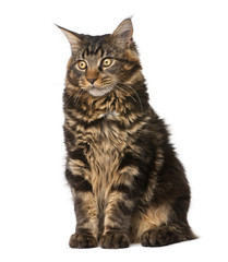 Maine Coon, 7 months old, sitting in front of white background