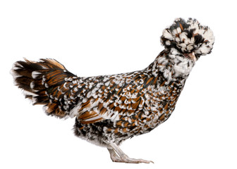 Tollbunt tricolor Polish chicken, in front of white background