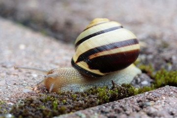 Schnecke