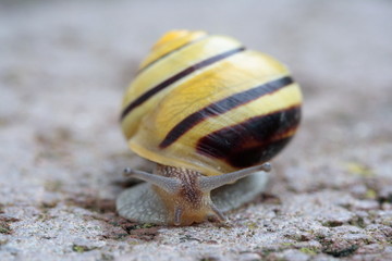 Schnecke