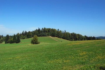 green summer meadow with blue sky