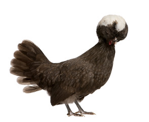 Holland dwarf rooster white-crested against white background