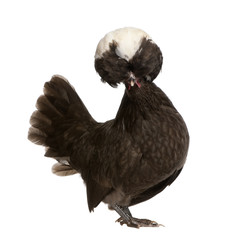 Holland dwarf rooster white-crested against white background