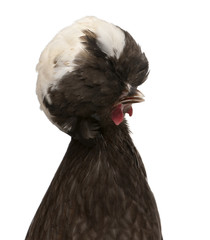 Holland dwarf rooster white-crested against white background