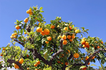 Oranges in Costa del Sol, Spain