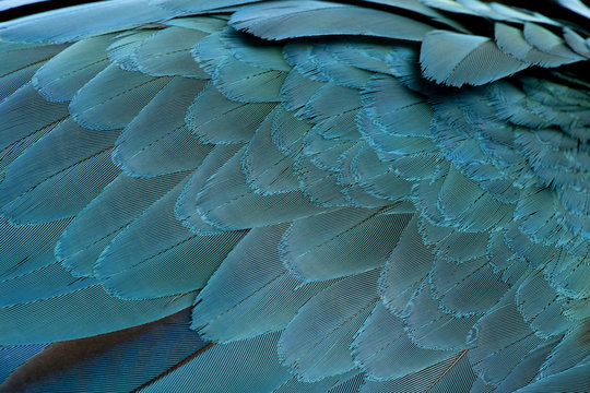 Close-up of Blue-and-yellow Macaw's feathers, Ara ararauna