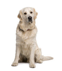 Golden retriever, sitting in front of white background