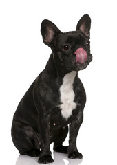 French bulldog, sitting in front of white background