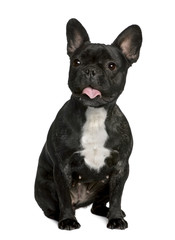 French bulldog sitting in front of white background
