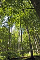 Obraz premium Lichtung_001