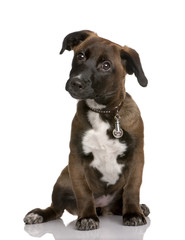 Obraz premium Bastard puppy, sitting in front of white background