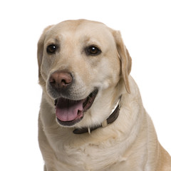 Labrador, 5 years old, in front of white background, studio shot