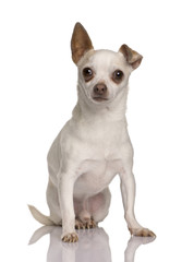 Chihuahua, 7 years old, sitting in front of white background