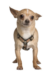 Chihuahua, 7 years old, standing in front of white background